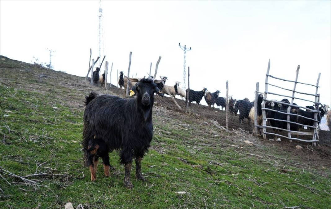 Görenler gözlerine inanamıyor: Tam 3 adet...! Görmek için civar köylerden geliyorlar 6